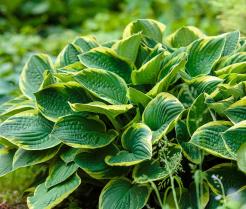 How to grow and care for Hostas