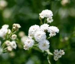 How to grow Gypsophila (Baby Breath) 