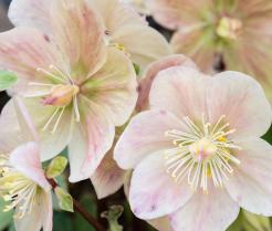 Hellebore: Planten en verzorgen - Hellebore: Plantation et entretien - Love the garden