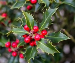 Hoe hulst planten - comment planter le houx - Love The Garden