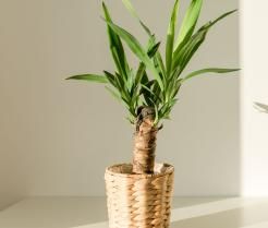 hoe plant je jouw yucca - comment planter son yucca - Love The Garden