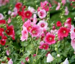 How to grow and care for Hollyhocks | Love the Garden