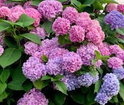Hortensia's planten – Planter hortensia - I Love My Garden