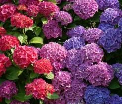 How to grow hydrangeas