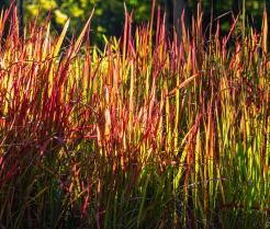 Imperata cylindrica: Planten en Verzorgen - Imperata cylindrica: Plantation et Entretien - Love the garden