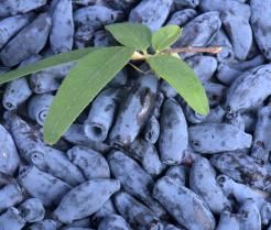 Uprawa jagody kamczackiej 