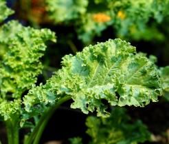 Jarmuż w przydomowym ogródku