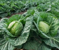 Uprawa kapusty