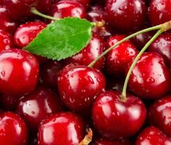 Kersenboom planten – Plantation de cerises - I Love My Garden