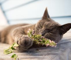 Kocimiętka w ogrodzie