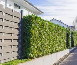 Laurierhaag: hoe planten, snoeien & meer | Ilovemygarden