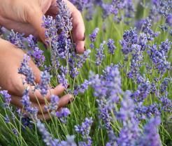Lavendel planten – Planter lavande - I Love My Garden