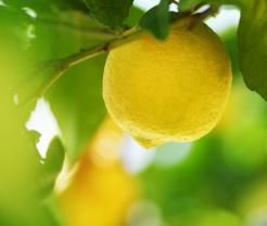 Lemon Tree