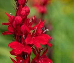 Jak uprawiać kwiaty lobelii