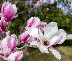 Poradnik sadzenia i przycinania magnolii