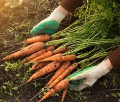 Uprawa marchwi
