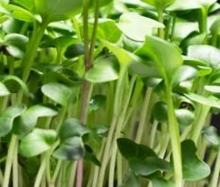Microgreens