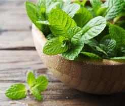 Jak sadzić i pielęgnować miętę?