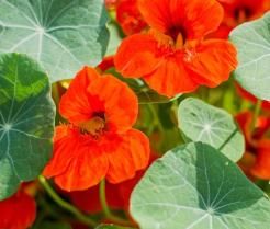 Nasturtium