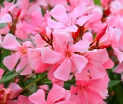 Oleander onderhouden – Maintenu oleander - I Love My Garden