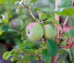 How to grow and care for an Ornamental Quince