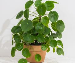 Pannenkoekenplant verzorgen - soigner pilea - Love the garden