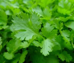 Jak uprawiać i pielęgnować pietruszkę