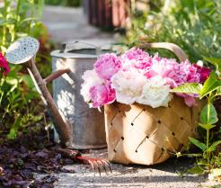 Sadzenie i przesadzanie piwonii 