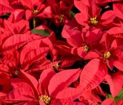 poinsettia
