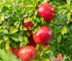 pomegranate