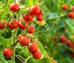 Uprawa pomidorków koktajlowych