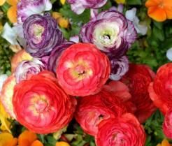 ranunculus