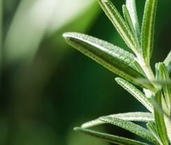 Jak wygląda rozmaryn i jak go pielęgnować