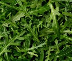 Rukola w przydomowym ogródku