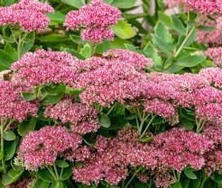 How to grow and care for Sedums | Love The Garden