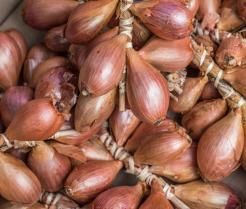 Culture de l'échalote