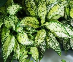 Plant de dieffenbachia, ou canne du muet