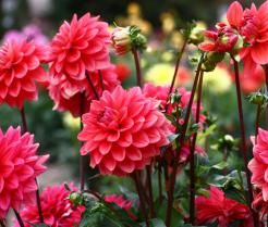 Conseils pour planter des dahlias   