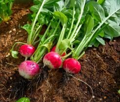 Conseils pour planter des radis