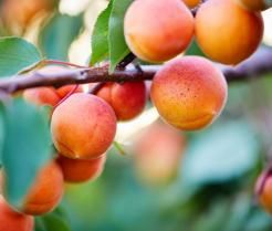 Conseils pour planter un abricotier