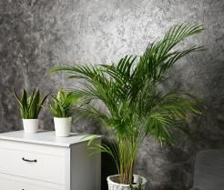 Palma areka to elegancka i prosta w uprawie roślina