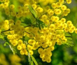 Culture du mimosa en pot