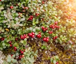Canneberge des marais (Vaccinium oxycoccos) avant la récolte