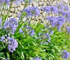 Planter des agapanthes 