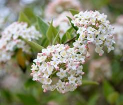 Planter un arbuste odorant 