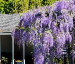 Haie de lilas syringa en fleur