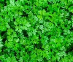 Conseils pour planter du persil  