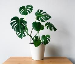 Cultiver un monstera