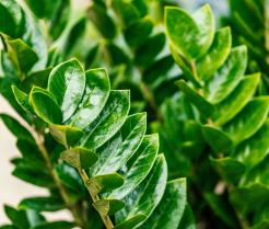 Close-up of glossy green ZZ plant foliage