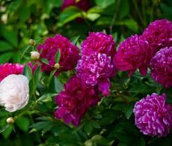A bush of pink and white peonies in New Zealand